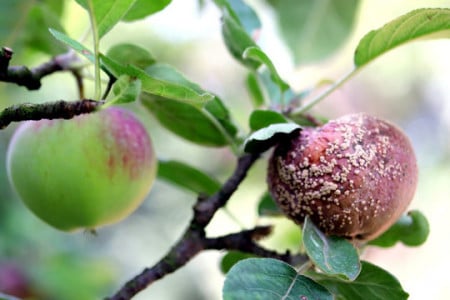 От монилиоза яблони спасут эти обработки: проведите их весной — остановите заболевание