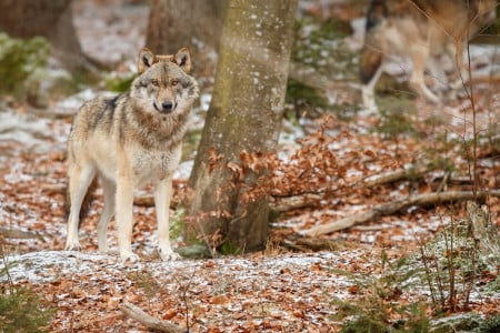 Жителей Печенгского округа Мурманской области предупредили о волках