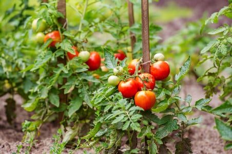 Такой сосед спасёт помидоры от фитофтороза и вредителей: высадите рядом с кустами это растение и будьте спокойны — лучше химии