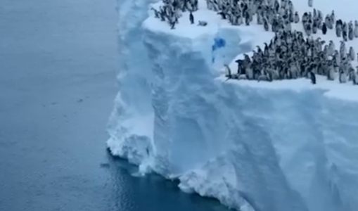 Никто не знал, что они на такое способны: сотни маленьких пингвинят бросились в воду с огромного ледника высотой в 15 метров