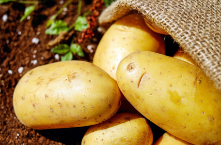 Эти 3 распространенные ошибки оставят без урожая картофеля на весь год: так делают многие дачники, а зря — предупреждение агронома Давыдовой