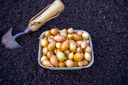 Корни растут на глазах: Лук-севок к посадке в апреле готовим только так — невероятный урожай крупных луковиц обеспечен