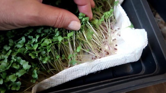 Опытные дачники используют для проращивания семян туалетную бумагу: эта хитрость избавит от многих проблем — для любых овощных культур