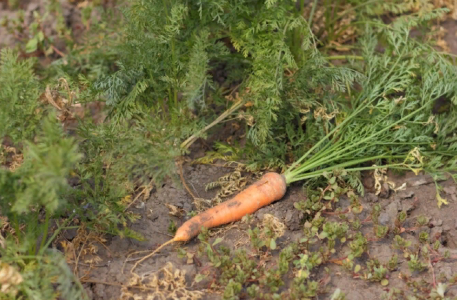 Прореживать морковь больше не потребуется: Вот как посеять равномерные рядки корнеплода без хитроумных приспособлений — старый «бабушкин» способ