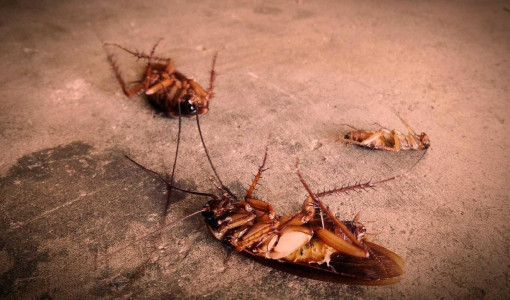 Тараканы погибают пачками: Эта копеечная жидкость для них смертельна — действует убойно за считанные минуты