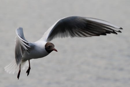 Сизые и озерные чайки вернулись в Заполярье после зимовки