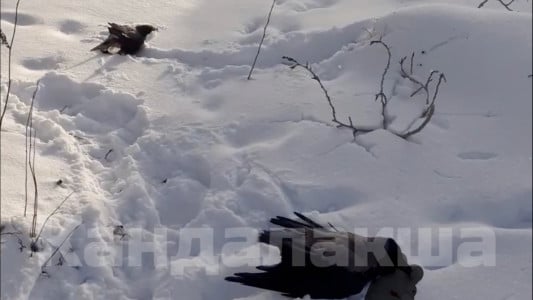 Ученые исследуют в лаборатории мертвых окровавленных ворон из Кандалакши — что с ними случилось и опасно ли это для северян