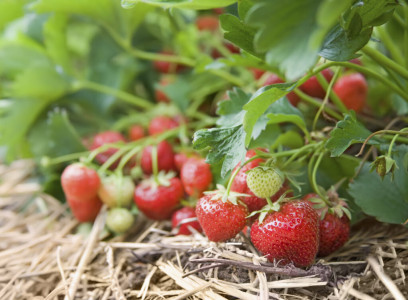 В 100 раз лучше золы: в апреле обязательно подкормите клубнику этим средством — ягод будет много
