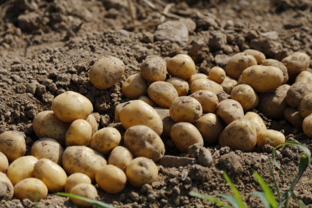 Урожай картофеля будет рекордным: вот что нужно успеть сделать с почвой уже в апреле, потом будет поздно — совет агронома Давыдовой