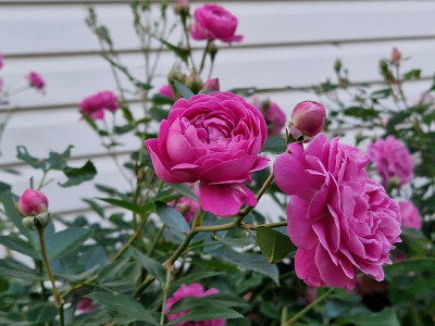 Розы предпочитают водку: как помочь растениям после зимовки — опыт наших бабушек