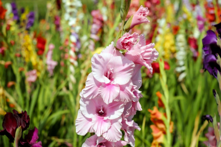 Сотни изумительных цветов осчастливят вас уже в июле: Агрохимик Виктория Карелина рассказала, что нужно сделать с гладиолусами уже сейчас — элементарная процедура