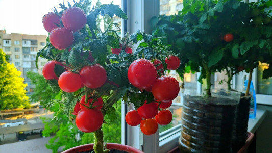 Семян этого помидора в продаже не осталось: Дачники засадили им все подоконники — невероятно сладкий и урожайный