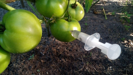 Уколы водкой обогатят огородника: помогут для скорейшего роста и созревания томатов — эффективность доказана учеными США и РФ
