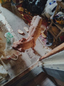 Спасли из ада: кошку и собаку оставили умирать в съемной квартире в Мурманске