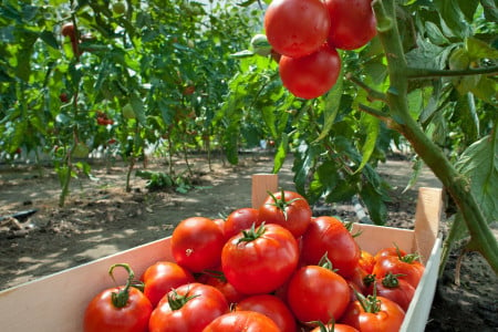 Помидоры нуждаются в таком соседе: высадите рядом с томатами неожиданный цветок — лучшая защита от любых вредителей найдена