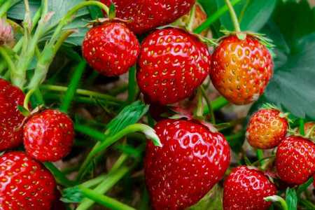 Успейте сделать до цветения клубники: вот какие 2 мероприятия важно провести — получите здоровый урожай ягод