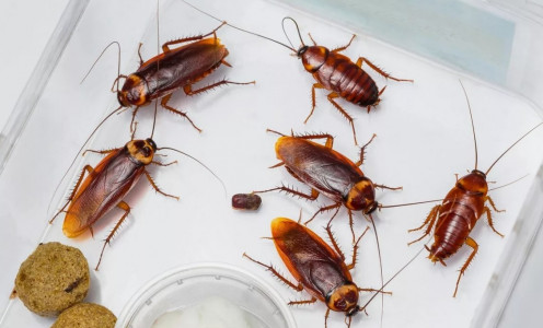 Тараканы вымерли подчистую: Просто накормила их этой «вкусняшкой» на обед — последняя трапеза насекомых