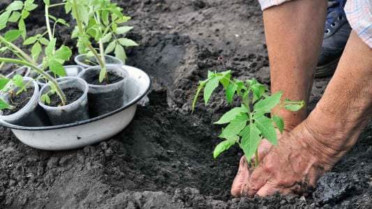 Лучшая защита от фитофторы и вредителей найдена: высадите рассаду помидоров к этому цветку — подкормки и химия станут не нужны