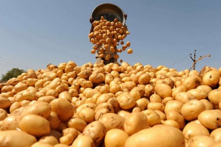 Сосед-агроном на пенсии сажает картофель по методу легендарного фермера: осенью для сбора урожая нанимает «КАМАЗ» — озолотился на продаже