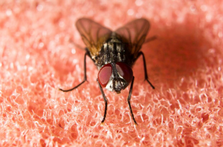 «Терминатор» против мух и комаров: Вот каким коктейлем изгоняю всех насекомых на даче и в квартире — убойный эффект