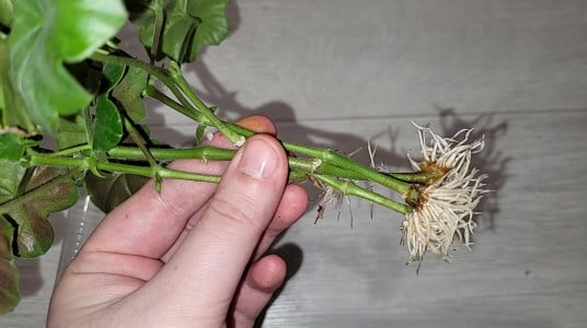 Черенки герани дадут крепкую махровую «щетку» корней всего за неделю: есть 2 секрета — залог будущего шапочного цветения