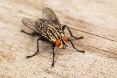Не «Раптор» и не липкая лента: убойное средство от мух и комаров — эффект через 5 минут