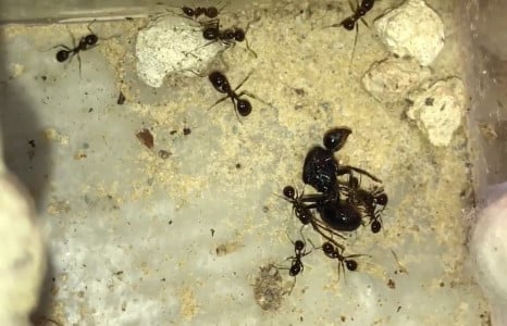 Муравьи гибнут тысячами за 1 день: Просто поливаем муравейник этой бесцветной жидкостью — рекомендует агроном Давыдова
