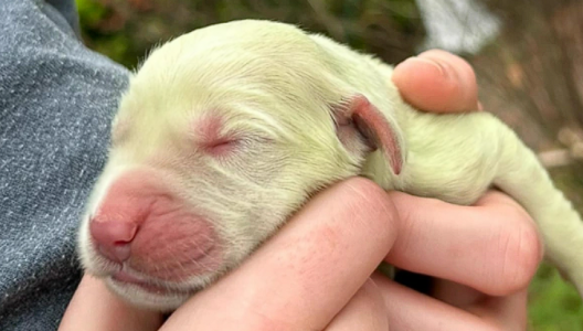 «Мутация или новая порода?»: В США собака родила щенка с зеленым окрасом — ретривер оказался совсем не золотистым
