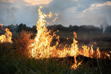 Леса в Мурманской области под угрозой — регион не готов к пожароопасному сезону