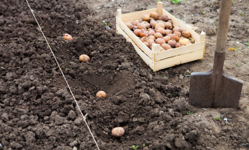 Лунный календарь оставьте для соседей: определить точную дату высадки картофеля поможет это дерево — урожай станет рекордным