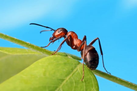Лучшая защита от муравьёв найдена: избавиться от вредителя помогут эти «вкусные» шарики — решение проблемы раз и навсегда