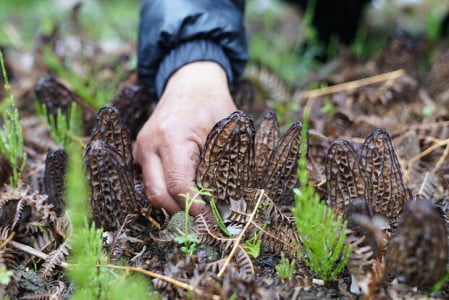 Угроза печени: грибников предупредили о смертельной опасности — в весенних грибах содержится сильный яд
