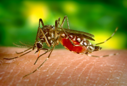 «Вспышки жестоких лихорадок»: Комары принесли в Европу тропические болезни — когда ждать эпидемии