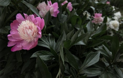 Бутоны «бьют», словно фонтаны: 1 кг доступного средства на ведро в мае — пионы будут радовать пышным цветением все лето