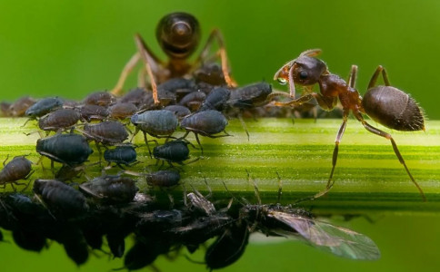 Абсолютный блок для муравьев и тли: защитите стволы деревьев таким средством — паразиты обиженно покинут ваш участок