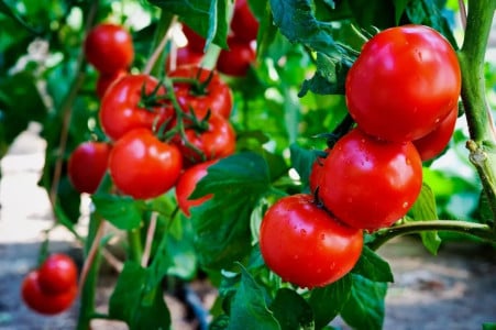 Так поступают садоводы со стажем: рассада помидоров после высадки нуждается в этой процедуре — рекордная урожайность гарантирована