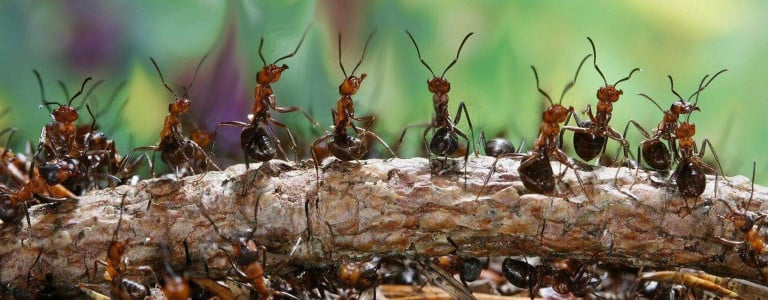 Муравьи больше не подходят: Просто ставлю у муравейника спичечные коробки с этим — невероятное средство за сущие копейки