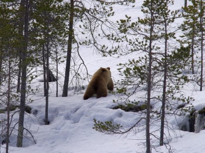 Пробудившиеся от зимней спячки медведи вышли на охоту под Кандалакшей