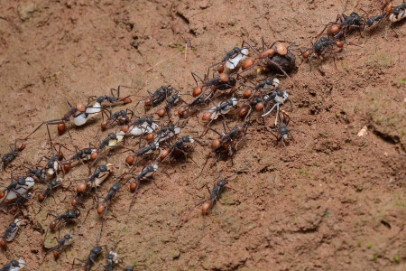 Свекровь-заядлая огородница делает для муравьёв белую дорожку: Уходят по ней навсегда — работает на 100%, агроном Давыдова подтвердила