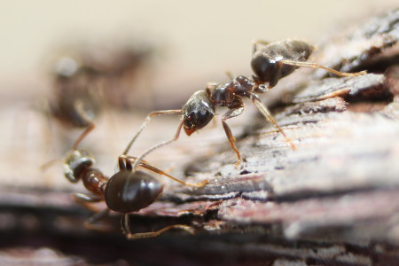 Эта дешевая болтушка прогонит муравьев на век: Проверенное средство от дачника — работает всегда