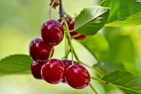 Ветки вишни провиснут под тяжестью ягод: плодовое дерево нуждается в этой подкормке уже в мае — важно проводить до цветения