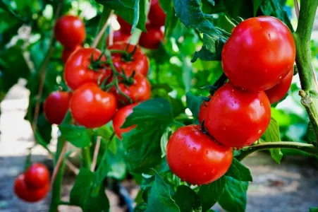 Всем известная трава оказалась броней на пути болезней томатов: посадите в 20 сантиметрах — лучшего соседа по грядке нет