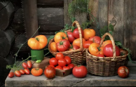 Несколько ведер с куста: выращивание томатов по немецкой технологии — ахнет даже профессор-агроном