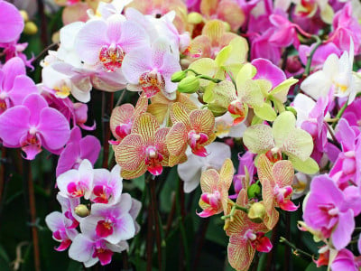 Полудохлая орхидея зацветет как бешеная: Просто поливаю её этой «вкусняшкой» — круче покупных активаторов роста