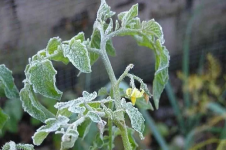 Реанимируем подмерзшие растения: 2 способа, которые действительно работают — рекомендует агроном Давыдова