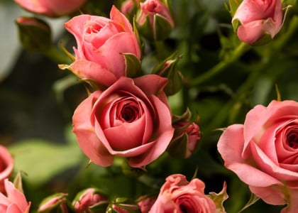 Ни один бутон больше не опадет: обработайте этим составом розы для сохранения всех соцветий — подойдет и для садовых, и для комнатных цветов