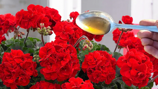 Даже тюльпановидная герань утопает в цветах: крошу 2 таблетки и поливаю — цветоносы лезут как грибы после дождя