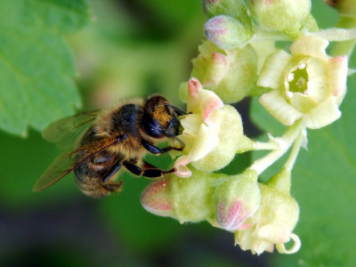 Все пчёлы и шмели слетятся на ваш участок: привлечь опылителей на кусты смородины возможно только так — секрет богатого урожая