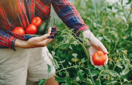 Ложку в лунку — и томаты вырастают с два кулака: вот какой продукт хитрые дачники скупают первым