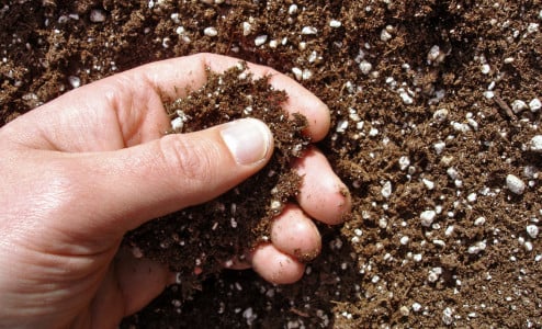 В мае разбрасываю по грядкам эту крупу не просто так: почва вмиг становится мягкой, рыхлой и плодородной — навоз покажется пустышкой